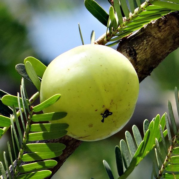 Amla