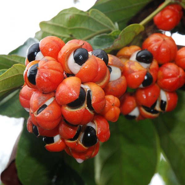 Guarana