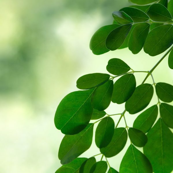 Moringa